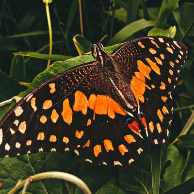 Papilio demoleus