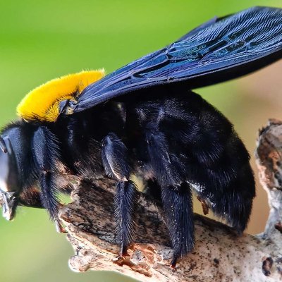 Xylocopa latipes