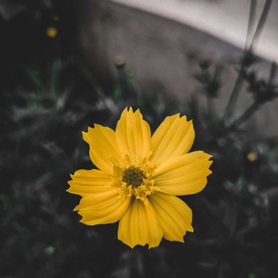 Sulfur cosmos