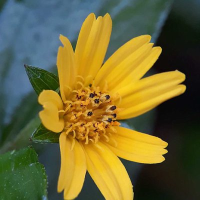 Bunga Wedelia