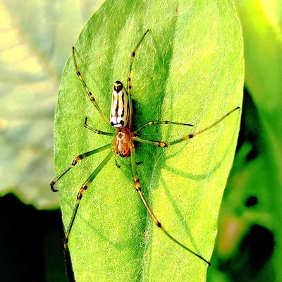 Leucauge