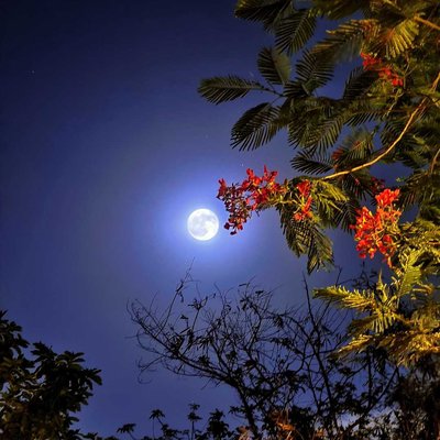 Full Moon Night 