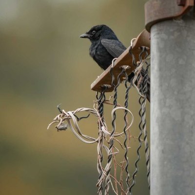 Black drongo