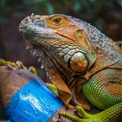 Iguana