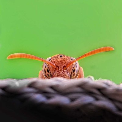 Peek a boo 