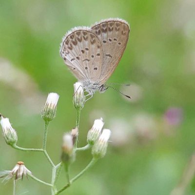 Pseudozizeeria