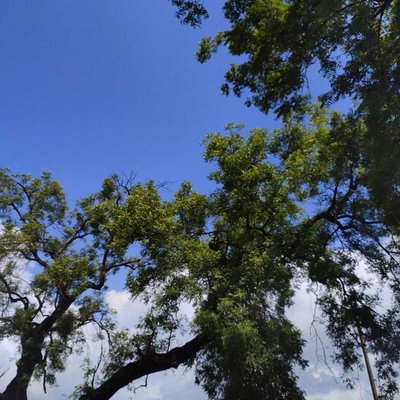 Neem 🌳tree