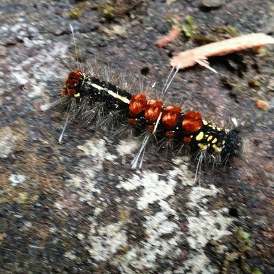 1. Beautiful but Venomous! 🐛