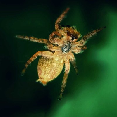 real spidy