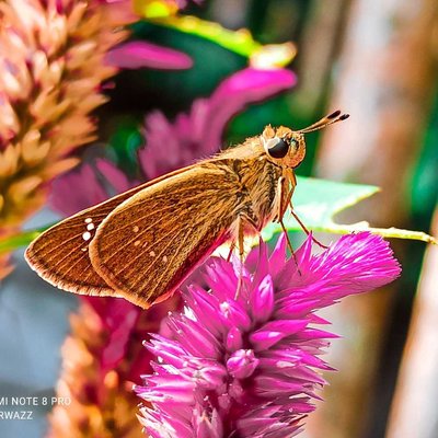 Skipper Butterfly