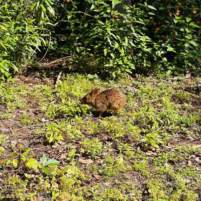 🐇