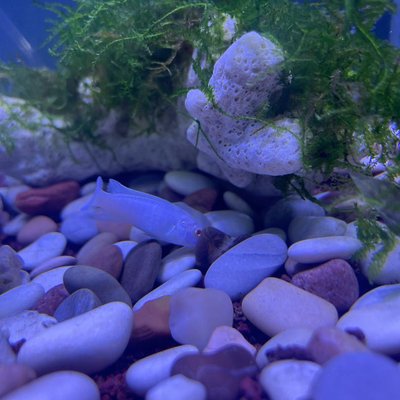 fish and rock