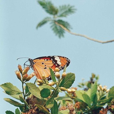💙🦋