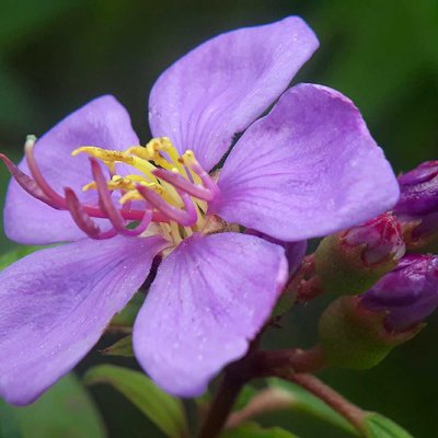 Senduduk (Melastoma malabathricum)