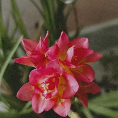 Pretty Freesias.
