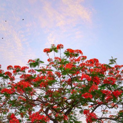 Minimalism in Nature