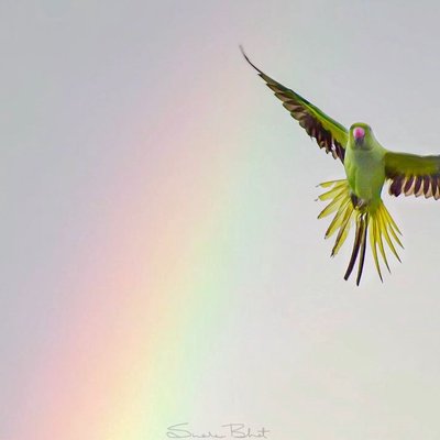 Keet-bow!
