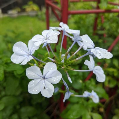 Ceraka Putih (Plumbago) 