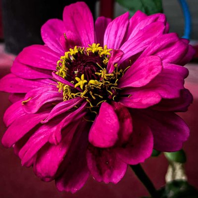 Common zinnia 🌸 