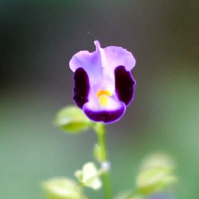 wishbone flower