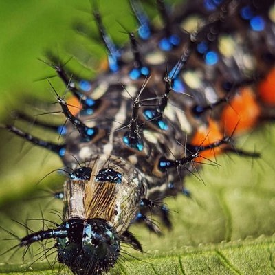 caterpillar 