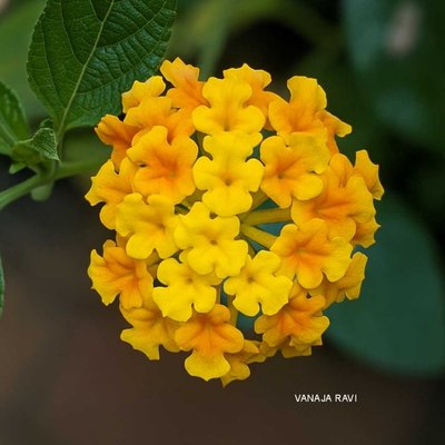 Lantana Camara Blooms 💛