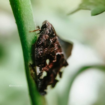 Ricania speculum( Black planthopper)