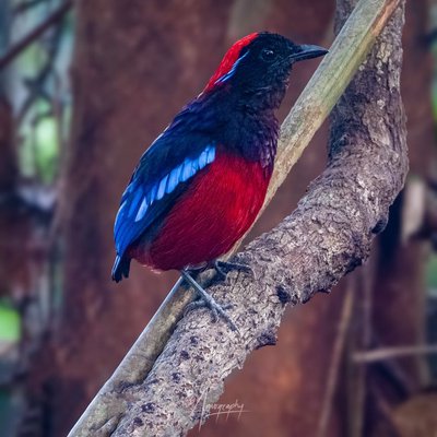 garnet pitta