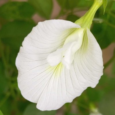 A local flower 