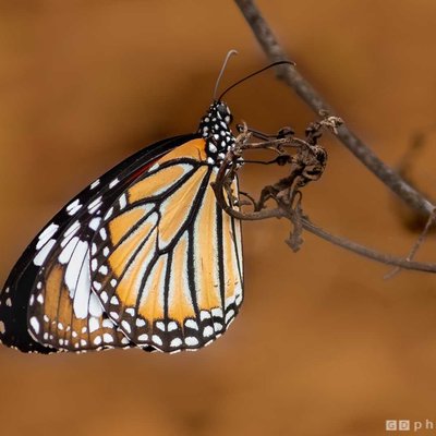 Striped Tiger 