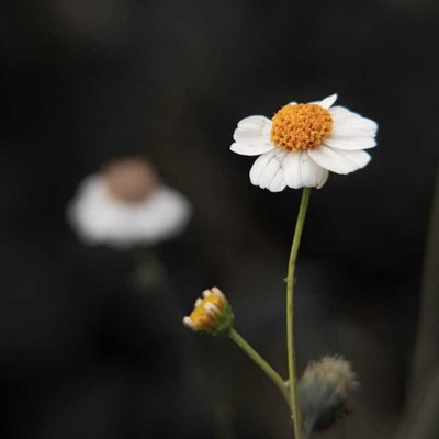 Ajeran (Bidens pilosa