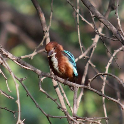 Mr. Kingfisher seems to sleep but..