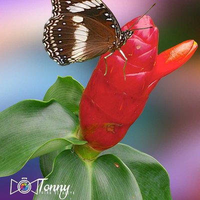 Butterfly landing on flower