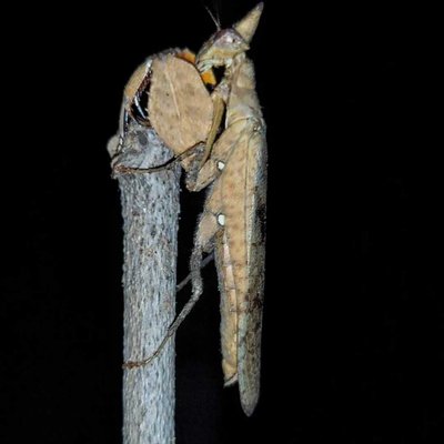 Hestiasula brunneriana

