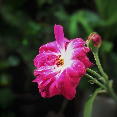 Pink Rose