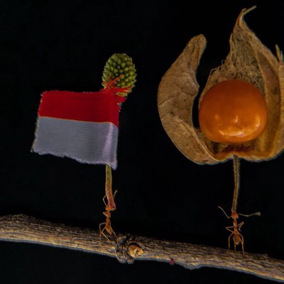 Semut Rangrang