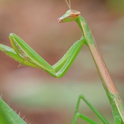 Belalang sembah Cina ( Tenodera sinensis )