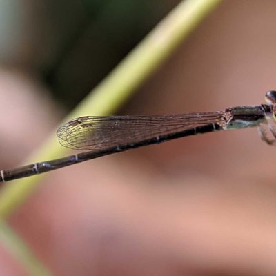 Damselfly / Capung Jarum