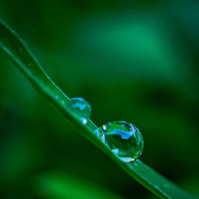 macro embun 