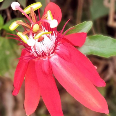 PASSIFLORA VITIFOLIA