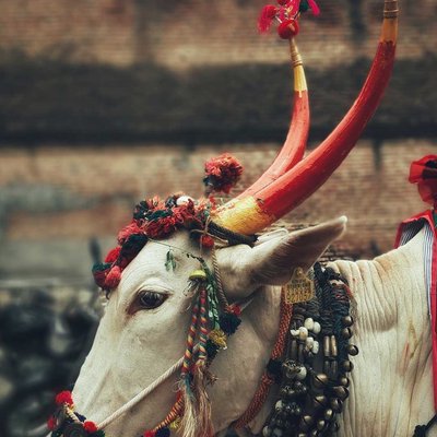 pola...The festival in maharashtra 