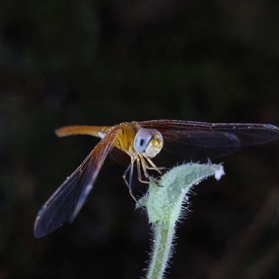 Dragonfly
