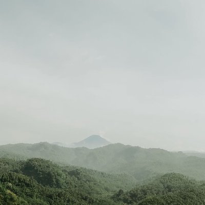 fog Forest inthe morning
