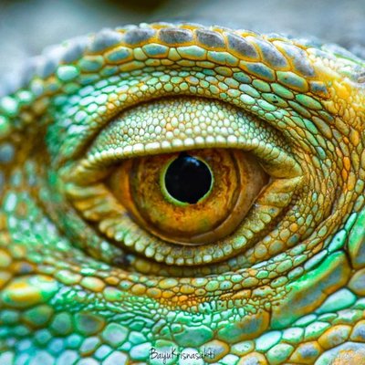 Photo Macro