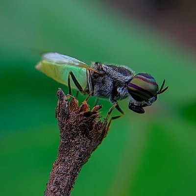 ODONTOMYIA