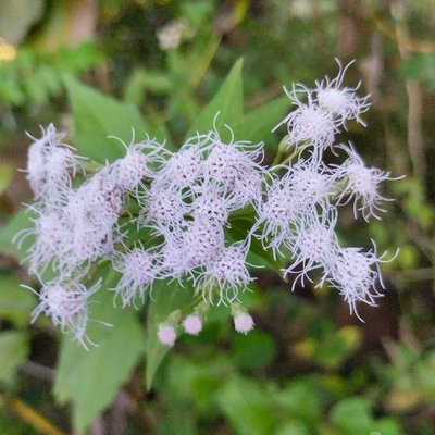 Chromolaena