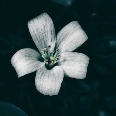 Kamini Flower 