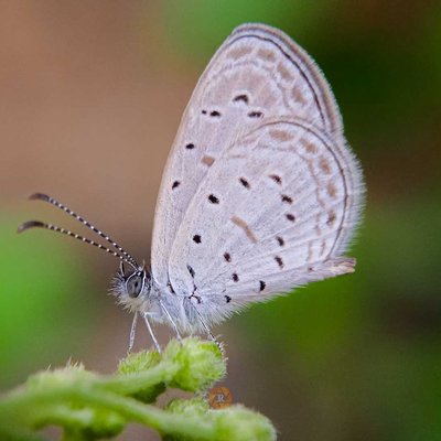 Tiny Grass Blue