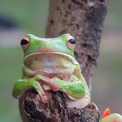 Katak