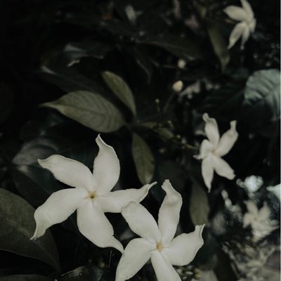 pinwheel flowers🤍